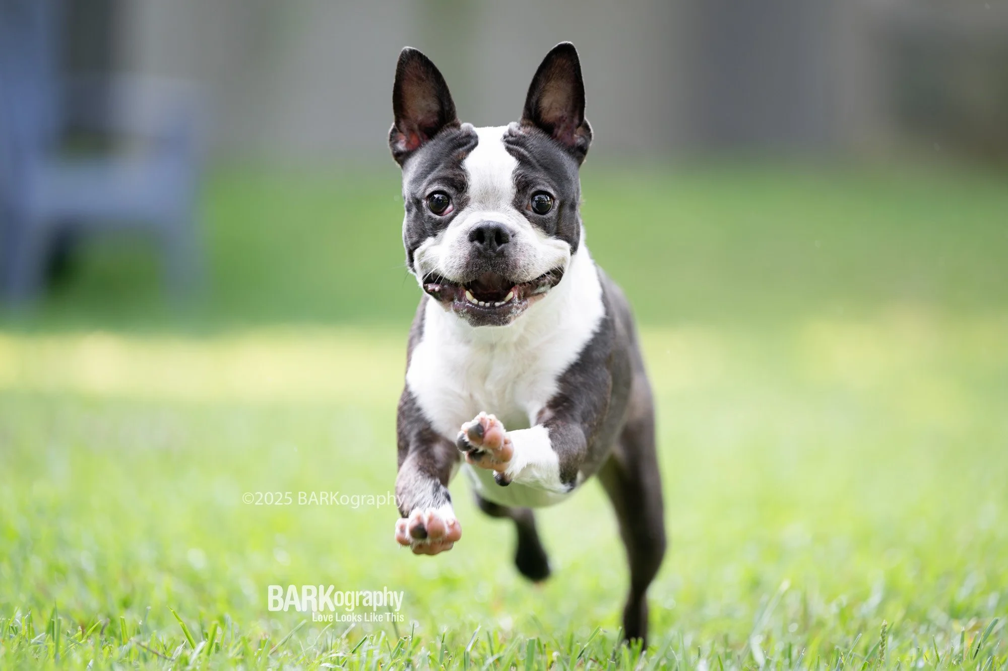 smiling Boston Terrier running towards camera.jpg