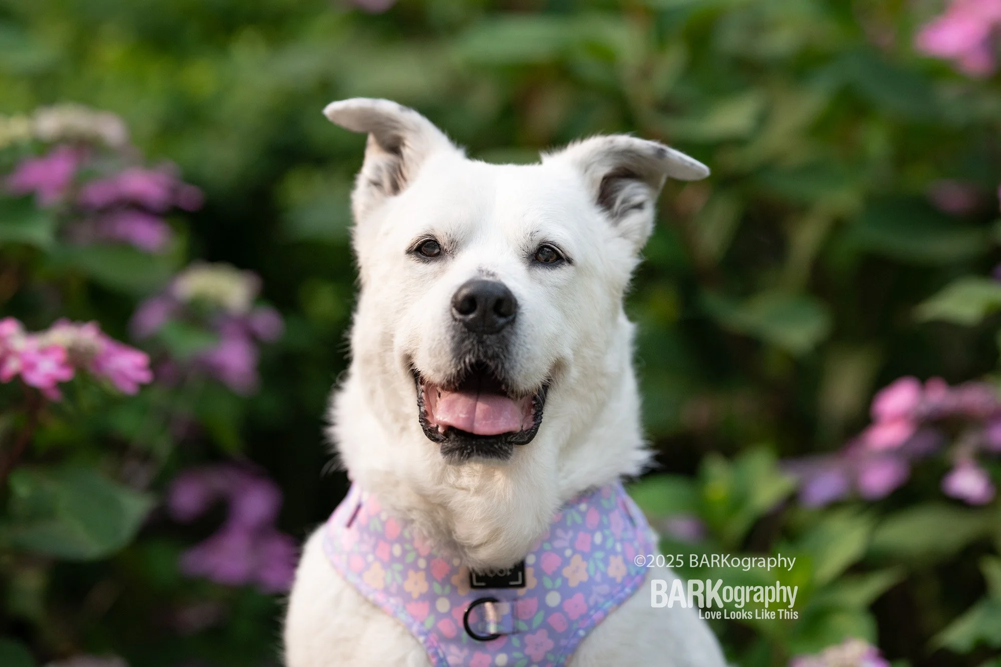 smiling white dog close up.jpg