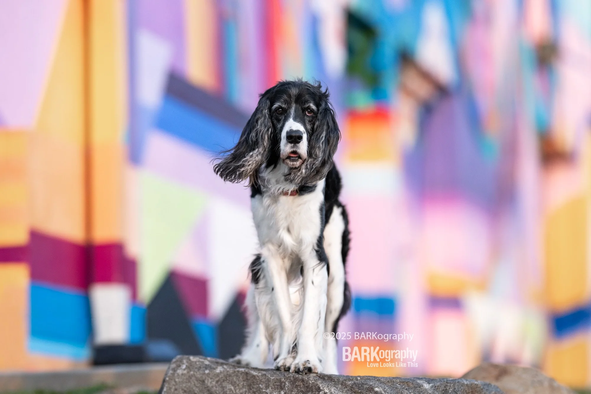 spaniel and colorful mural.jpg