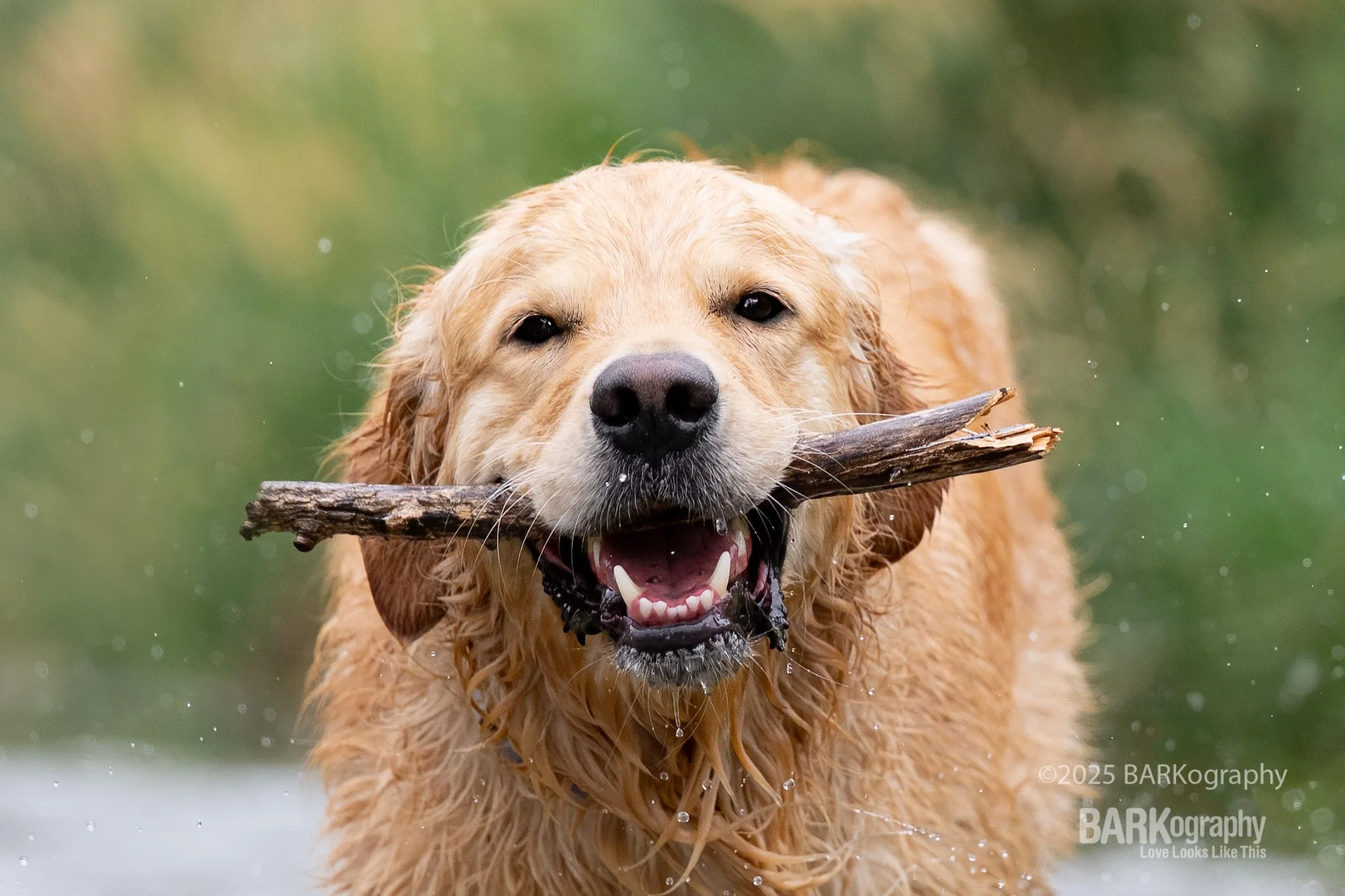 stick loving golden retriever.jpg