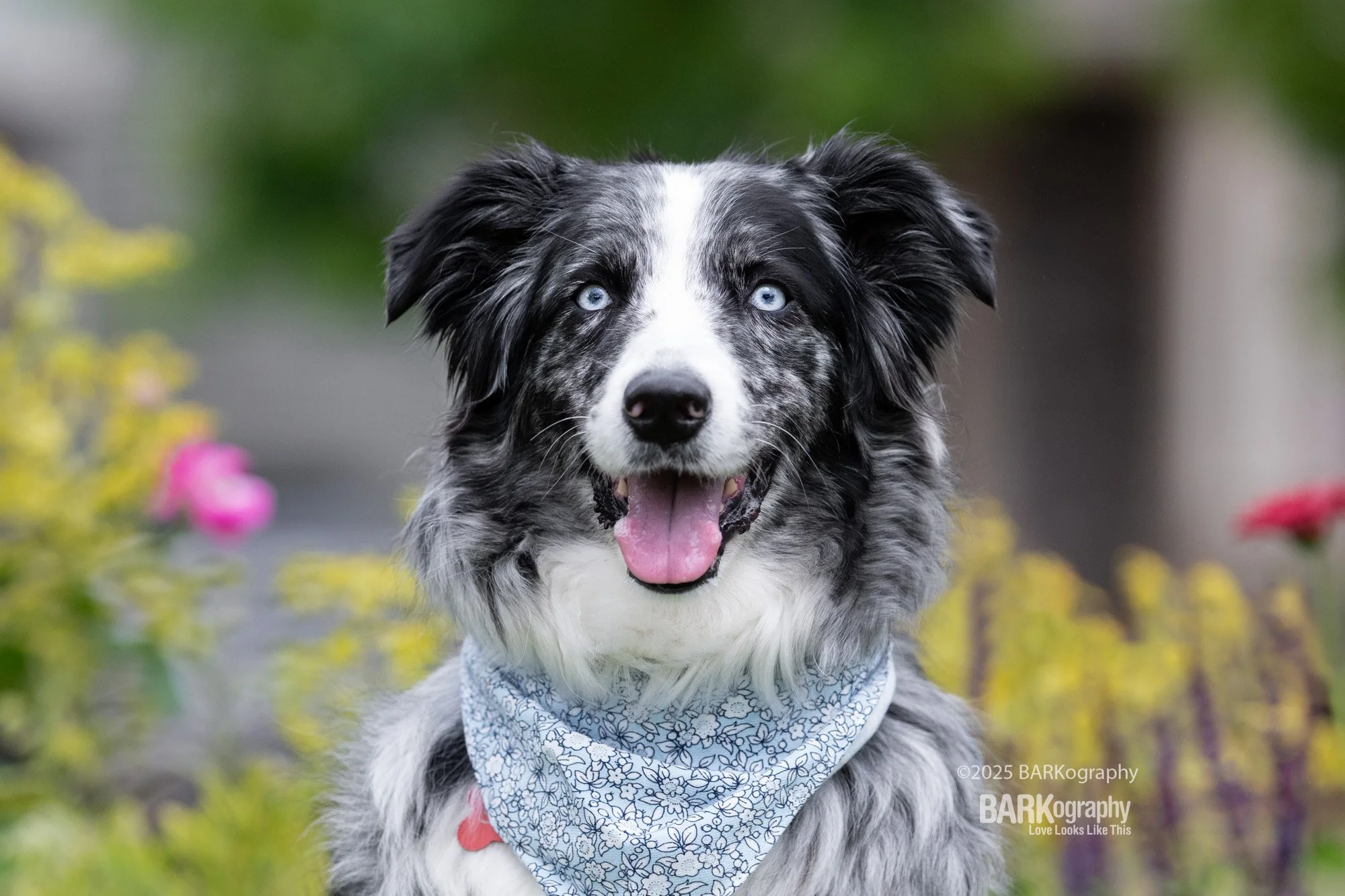 spring time dog event photographer.jpg