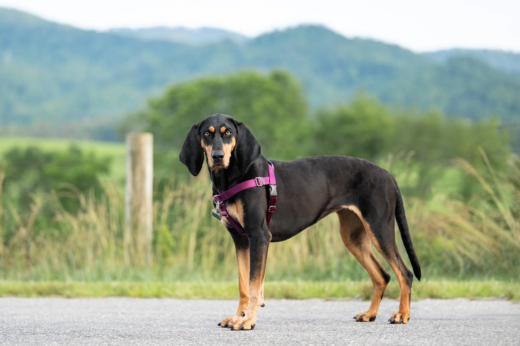 traveling dog photographer with black and tan coonhound NC mountains.jpg