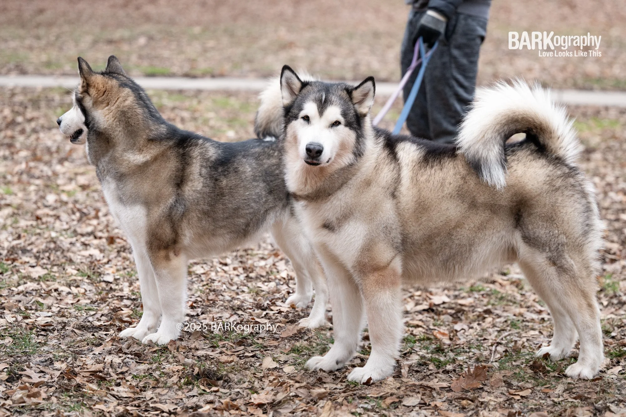 traveling photographer with 2 Ohio dogs.jpg