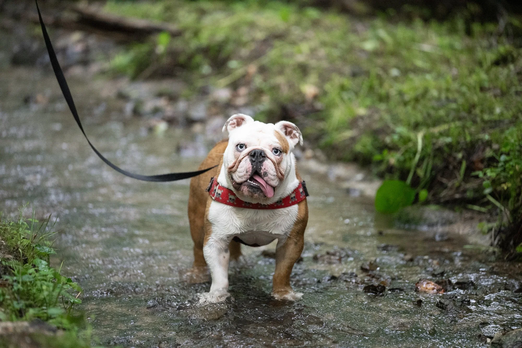 water loving bulldog.jpg