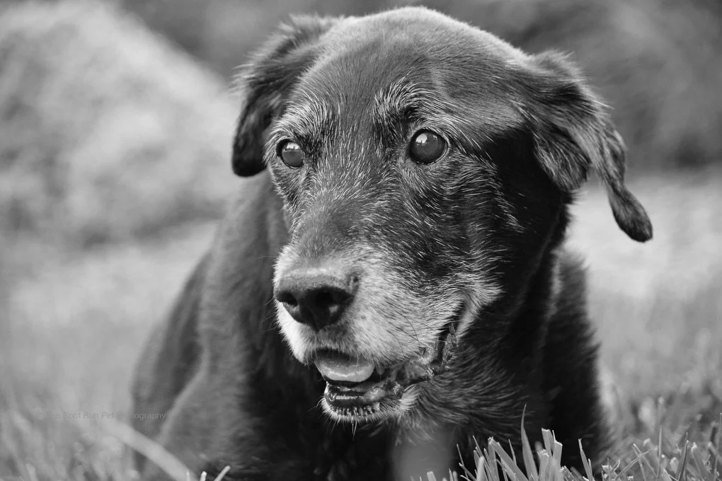 2016

Notable 2016 events that shaped the rest of my life:

I bought my first professional camera so I could photograph my black lab Buddy after a health scare.

I met Audrey @sunsets_unleashed at Barkelona a pet photography retreat in Spain.

I took