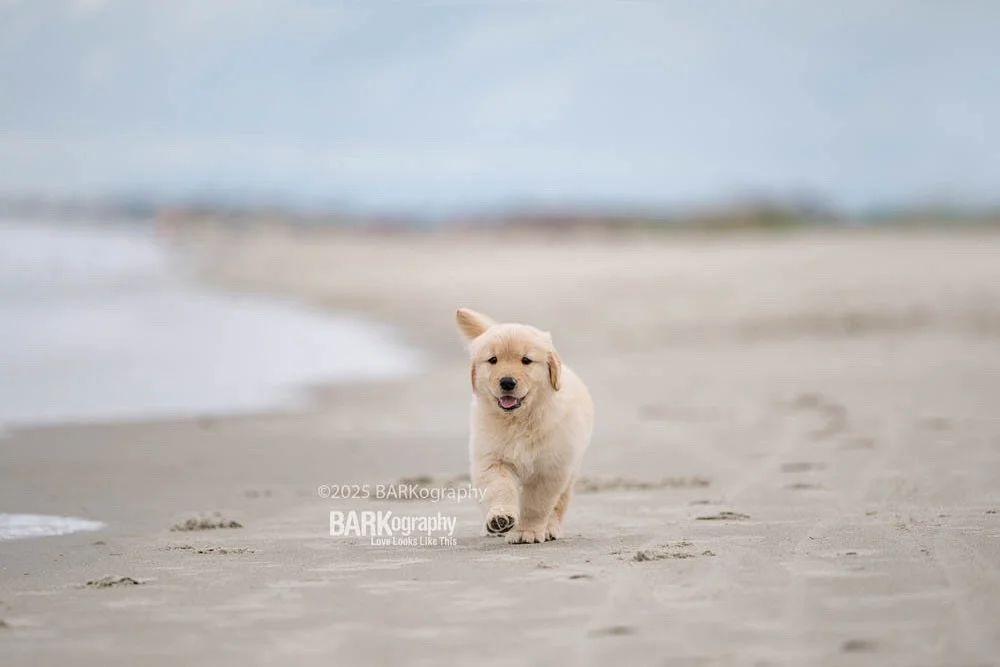 Walking into a new week like a happy @trekgoldens puppy on the beach.
⠀⠀⠀⠀⠀⠀⠀⠀⠀
Happy Monday y&rsquo;all.

OMG&hellip; I can add music again. Might have picked a different song. 😂
.
. 
#barkography #lovelookslikethis #boujeeandblessed #goldenretriev