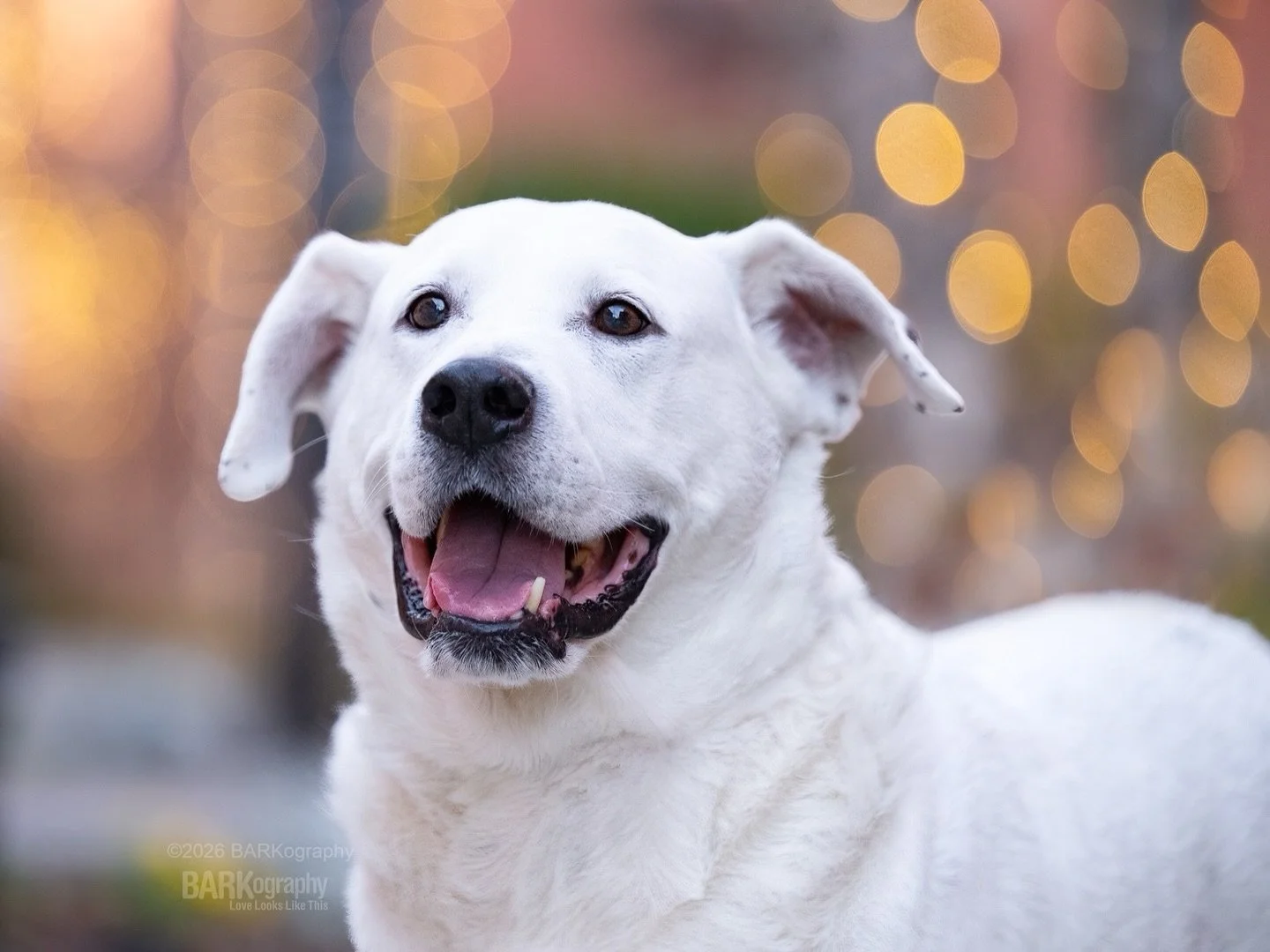 If you&rsquo;re preparing for the storm, don&rsquo;t eat your snacks yet!

I just might. 😂🎶
⠀⠀⠀⠀⠀⠀⠀⠀⠀
#barkography #photographersdog #snOMG #stormsnacks