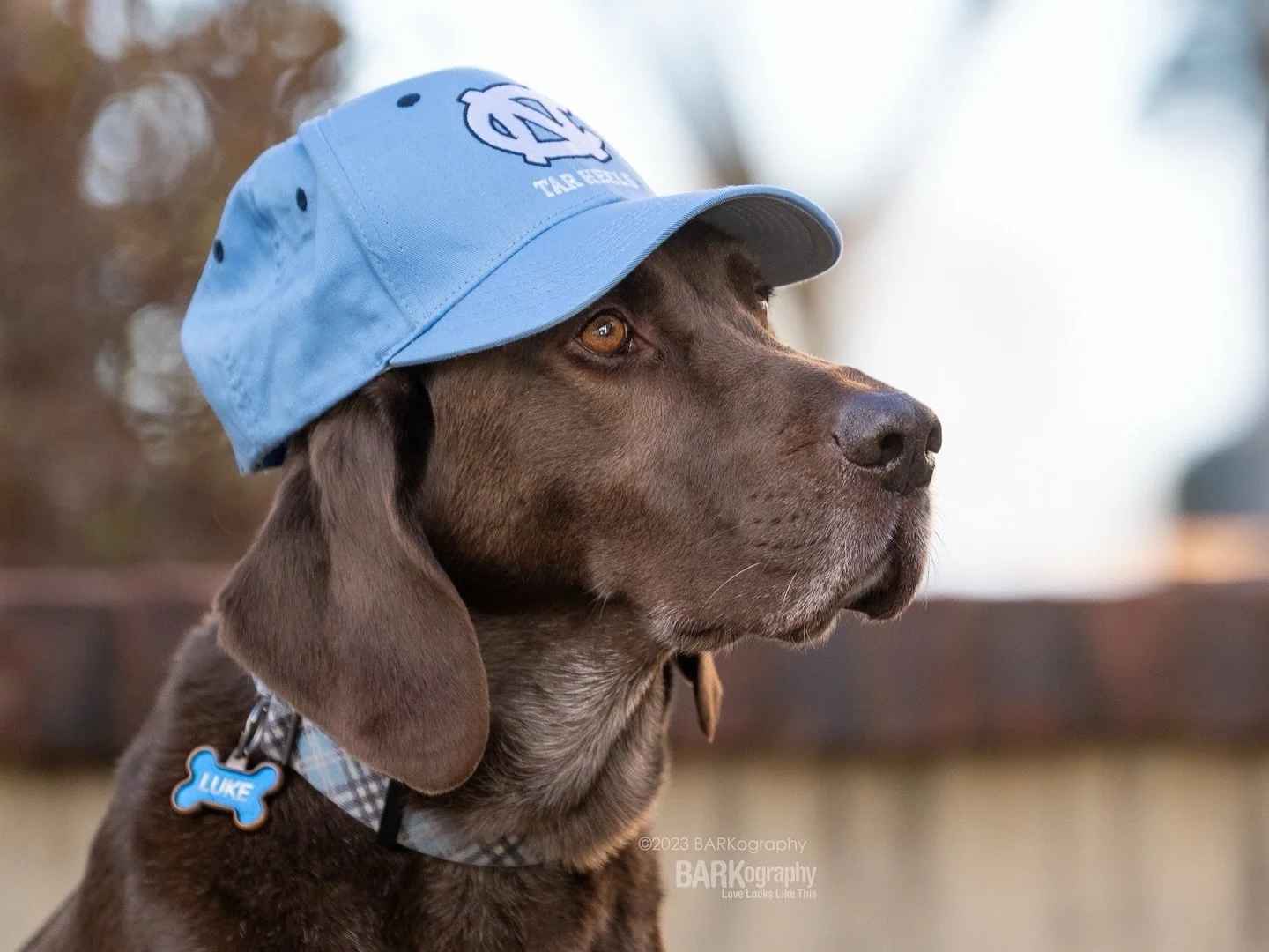 I know most of you are not NFL fans but I am so here we go.
⠀⠀⠀⠀⠀⠀⠀⠀⠀
Yesterday the New England Patriots beat the Denver Broncos to earn the right to play in the Super Bowl.
⠀⠀⠀⠀⠀⠀⠀⠀⠀
The New England quarterback is 23 year old Drake Maye.
⠀⠀⠀⠀⠀⠀⠀⠀⠀
I