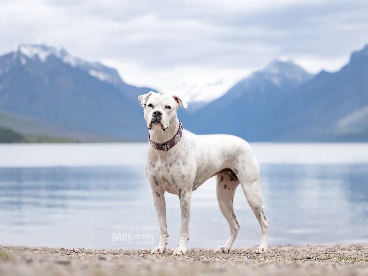 We are experiencing rare winter weather.

A 2nd snowstorm is headed our way this weekend and this time they&rsquo;re predicting all snow and not ice or sleet.
⠀⠀⠀⠀⠀⠀⠀⠀⠀
This should be fun!
⠀⠀⠀⠀⠀⠀⠀⠀⠀
#barkography #snOMG #glaciernationalparkmontana #sn