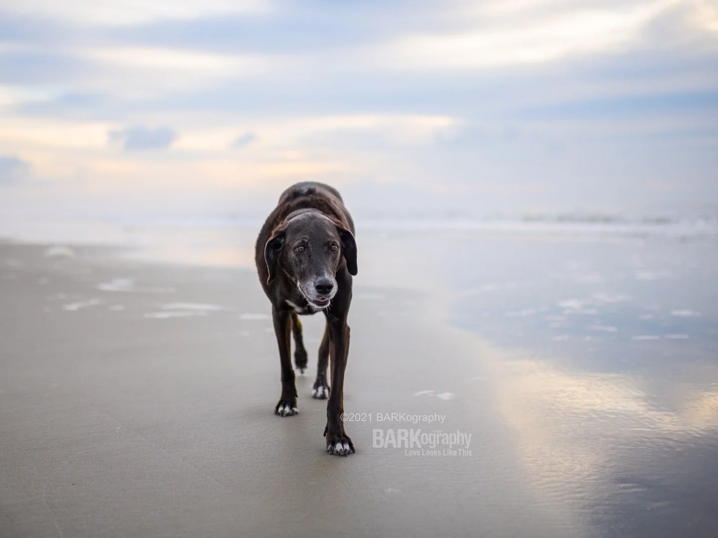 Wishing I was waking up to snow on the beach.
⠀⠀⠀⠀⠀⠀⠀⠀⠀
#barkography #hiltonheadisland #photographersdog #hounddogmix