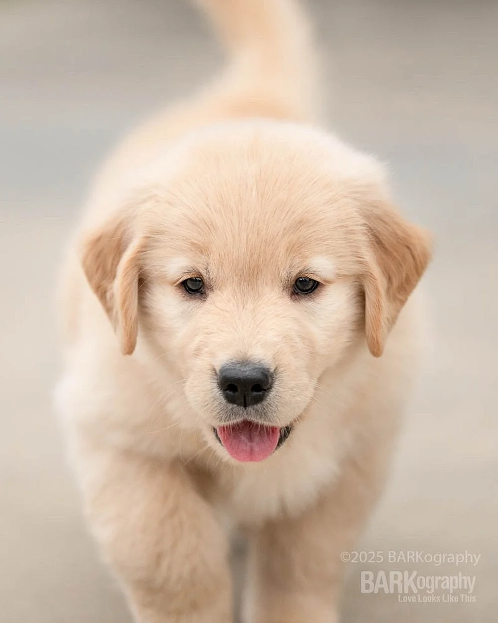 Happy Golden Retriever Day!
⠀⠀⠀⠀⠀⠀⠀⠀⠀
In 5 weeks, I get to photograph 12 of these little guys.
⠀⠀⠀⠀⠀⠀⠀⠀⠀
#barkography #bestjobintheworld #goldenretrieverpuppy #goldenpuppy #goldenretrieverday