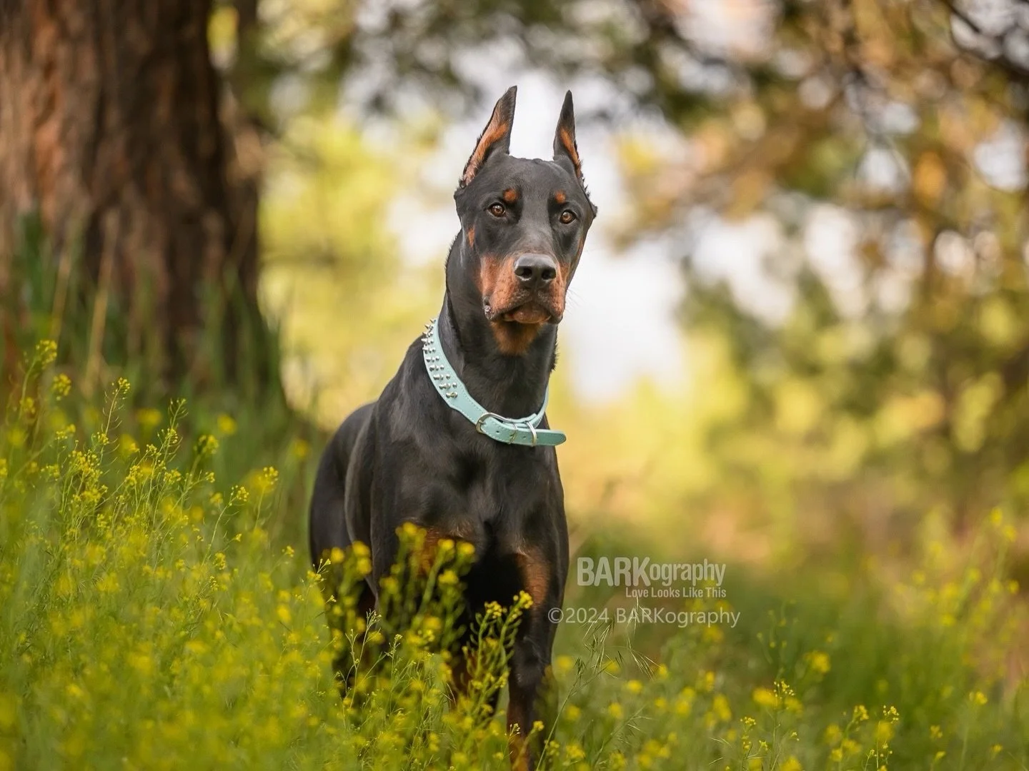 Congratulations to the doberman pinscher for winning the Westminster Dog Show last night. 👏
⠀⠀⠀⠀⠀⠀⠀⠀⠀
This is Gunner, a dobie I photographed during my travels through Montana in 2024.
⠀⠀⠀⠀⠀⠀⠀⠀⠀
I&rsquo;d love to go back to this part of our country a
