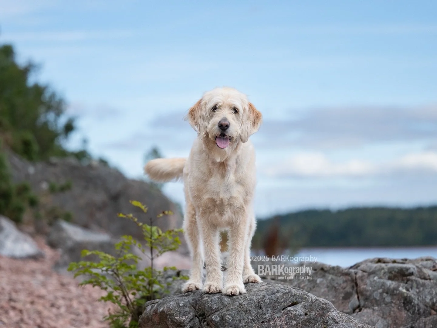 Yesterday I found out that roundtrip airfare from CLT to Paris is $600 for travel in May. Last night before bed I watched the Spanish ice dancers on the Olympics and I saw a commercial for the upcoming season of The Voice with Adam Levine.
⠀⠀⠀⠀⠀⠀⠀⠀⠀
