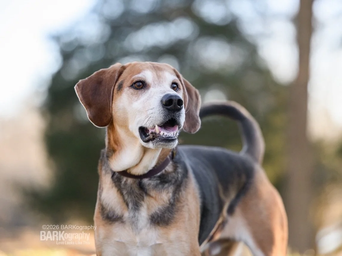 Capturing the essence of your dog&rsquo;s personality.🙂

That&rsquo;s what I do. I want your dog to be himself at our photo shoot and sessions with dogs with a lot of personality are so much fun.😍

This is Henry and he had a lot to say during our p