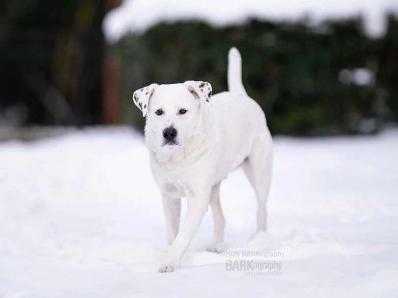 Shout out to our neighbors to the north getting blasted with a ton of snow today.

These are photos from our 10 inches of snow a few weeks ago.

My last post of Jeff in his pjs looks totally different from these and yes I thought he might run into me
