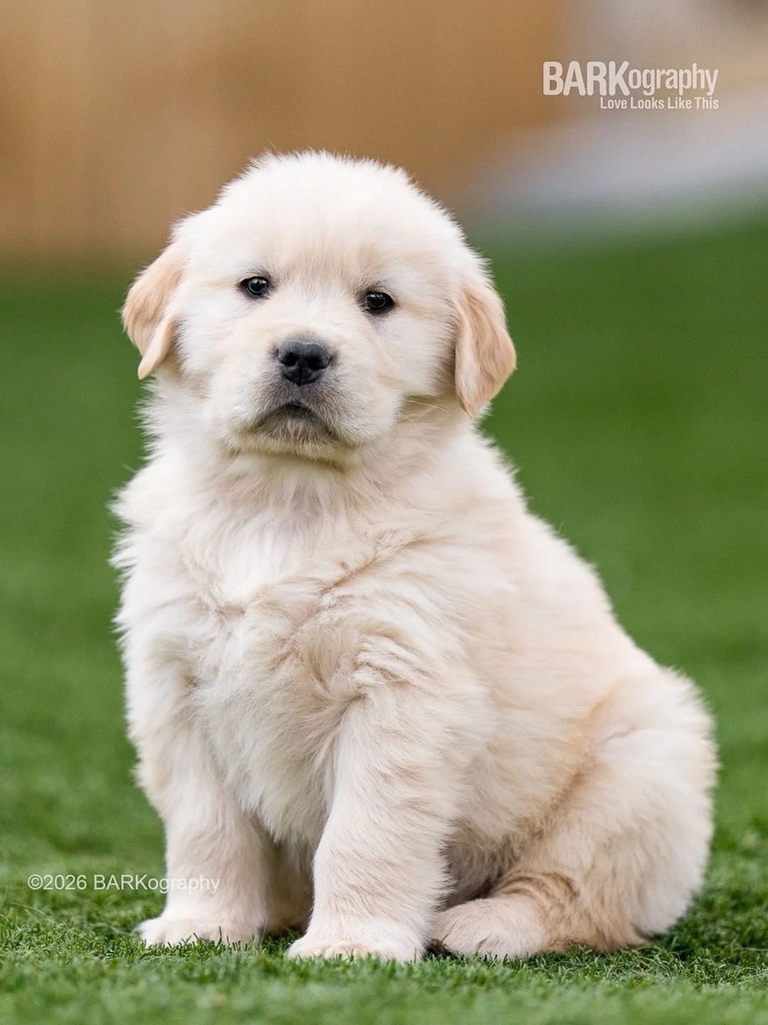 I&rsquo;m a Nikon shooter. I took this with a Sony. Am I going to change from Nikon to Sony? THAT is the question!!

OMG 🥴😩😳🤪🤯🫣🤔
⠀⠀⠀⠀⠀⠀⠀⠀⠀
Thanks @trekgoldens for the puppy models!
⠀⠀⠀⠀⠀⠀⠀⠀⠀
#barkography #goldenretrieverpuppy #trekgoldens #nik