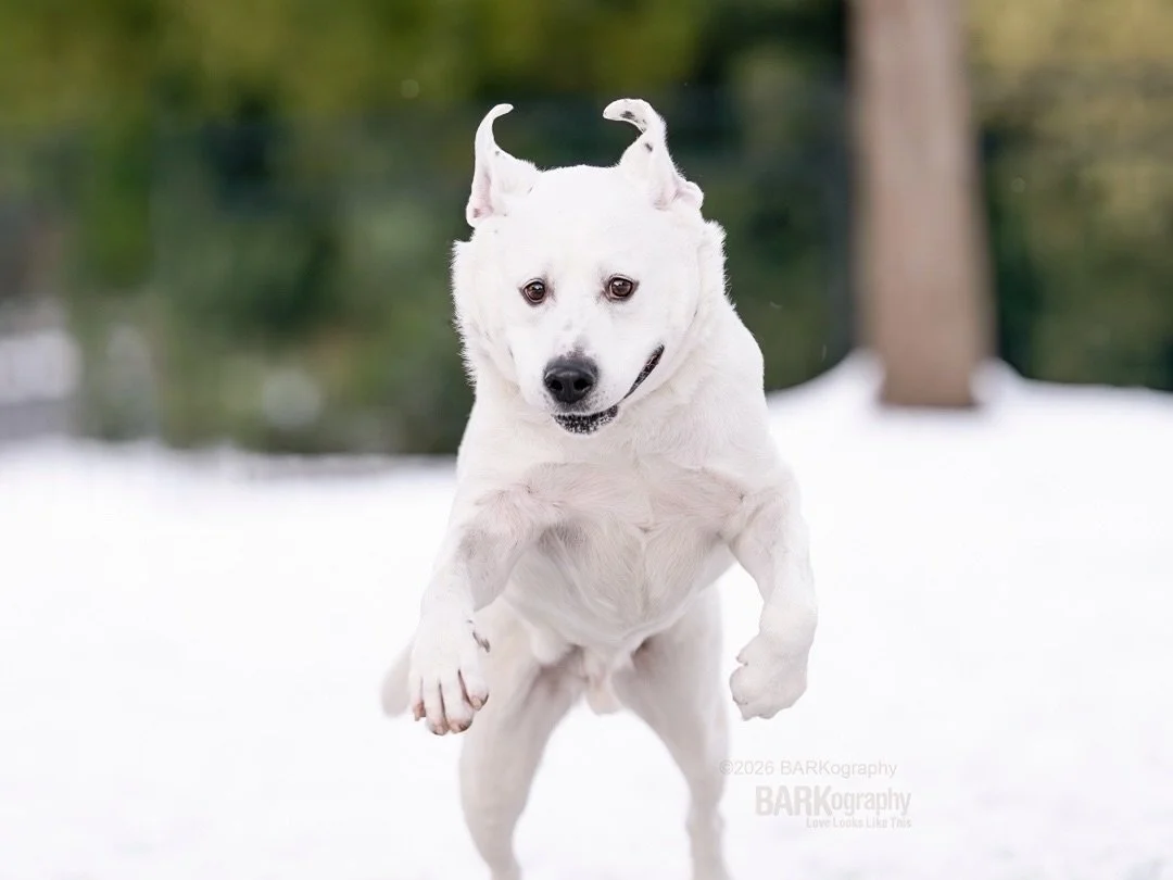 This might be me by the time I leave for my trip next week. A little crazy and a little wild.
⠀⠀⠀⠀⠀⠀⠀⠀⠀
Over the next 4 days, I&rsquo;m going to photograph 23 dogs. 12 are puppies.
⠀⠀⠀⠀⠀⠀⠀⠀⠀
Another shoot just booked for this Friday. 2 of the FIVE do