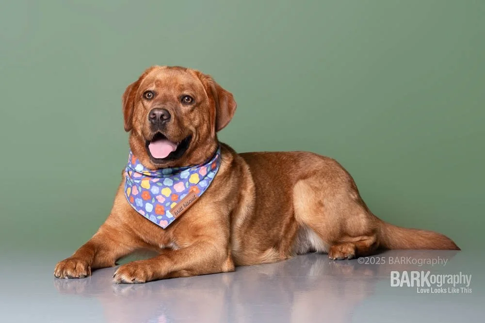 New Harry Styles music is out today!!! Guess where I&rsquo;ll be Labor Day Weekend??? ✈️ 🎶 🕺
⠀⠀⠀⠀⠀⠀⠀⠀⠀
#barkography #foxredlabrador #professionaldogphotographer #harrystylestour