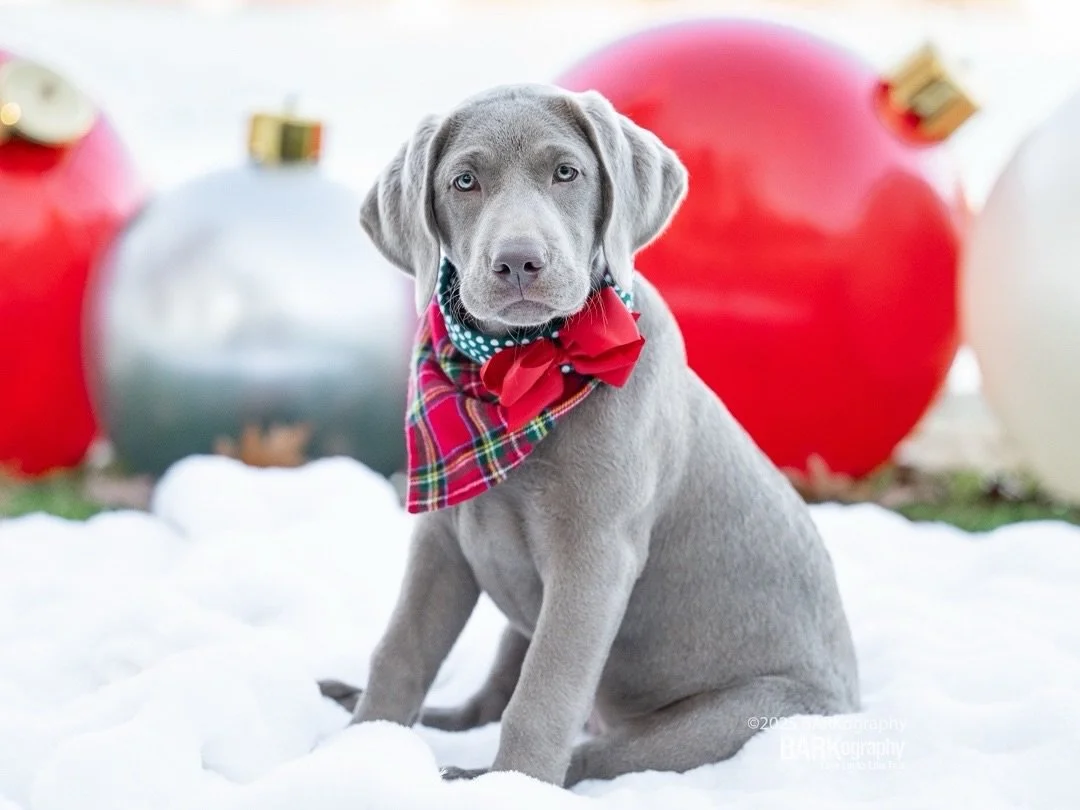 Puppies might be my favorite thing in the world.
⠀⠀⠀⠀⠀⠀⠀⠀⠀
#barkography #silverlabrador #labradorretrieverpuppy #silverlabpuppy #puppylovers