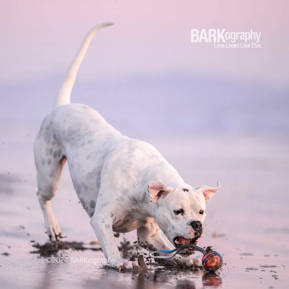 I&rsquo;m sitting at the airport on my way to see this dog.
✈️🐶📸
⠀⠀⠀⠀⠀⠀⠀⠀⠀
I wonder if I&rsquo;ve photographed Audrey&rsquo;s dog Mochi over the years more than I&rsquo;ve photographed Jeff? It might be close.
⠀⠀⠀⠀⠀⠀⠀⠀⠀
I am ready for some beach ti