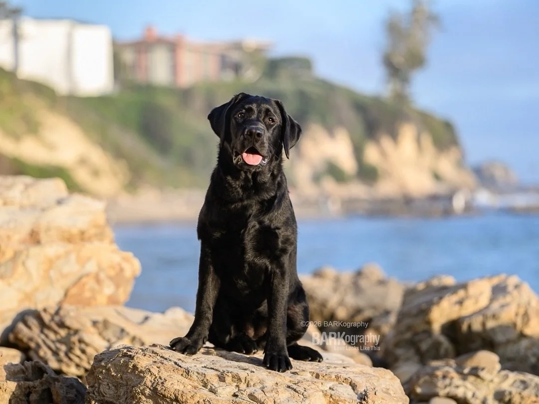 I missed National Puppy Day yesterday!
⠀⠀⠀⠀⠀⠀⠀⠀⠀
Thanks to this dog&rsquo;s mom @watchdogscdm for reminding me about it. She was my dog walker and pet sitter when I lived in California.
⠀⠀⠀⠀⠀⠀⠀⠀⠀
This is also her 6 month old puppy Charly that I got t