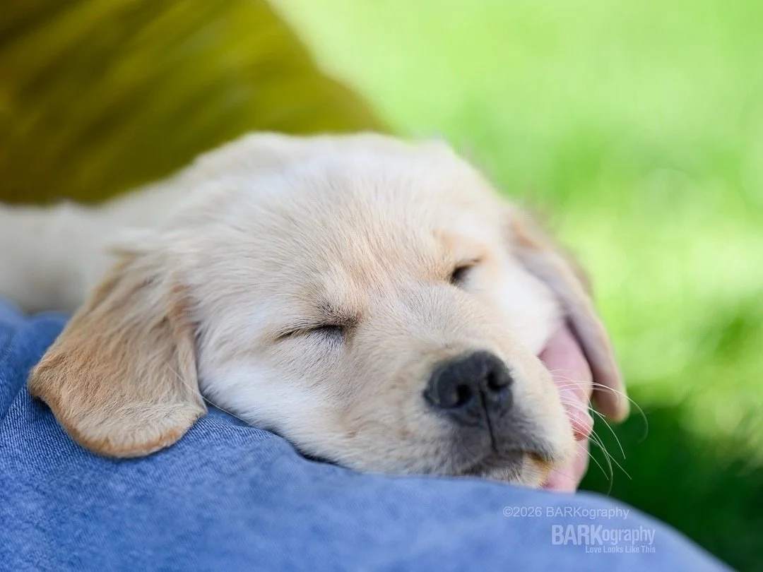 This is 10 week old Roux at the end of our photo shoot passed out beside dad.
⠀⠀⠀⠀⠀⠀⠀⠀⠀
I&rsquo;d like a nap later today. I&rsquo;ve been awake since 3:15am.
⠀⠀⠀⠀⠀⠀⠀⠀⠀
#barkography #trekgoldens #goldenretrieverpuppy #charlottencphotographer