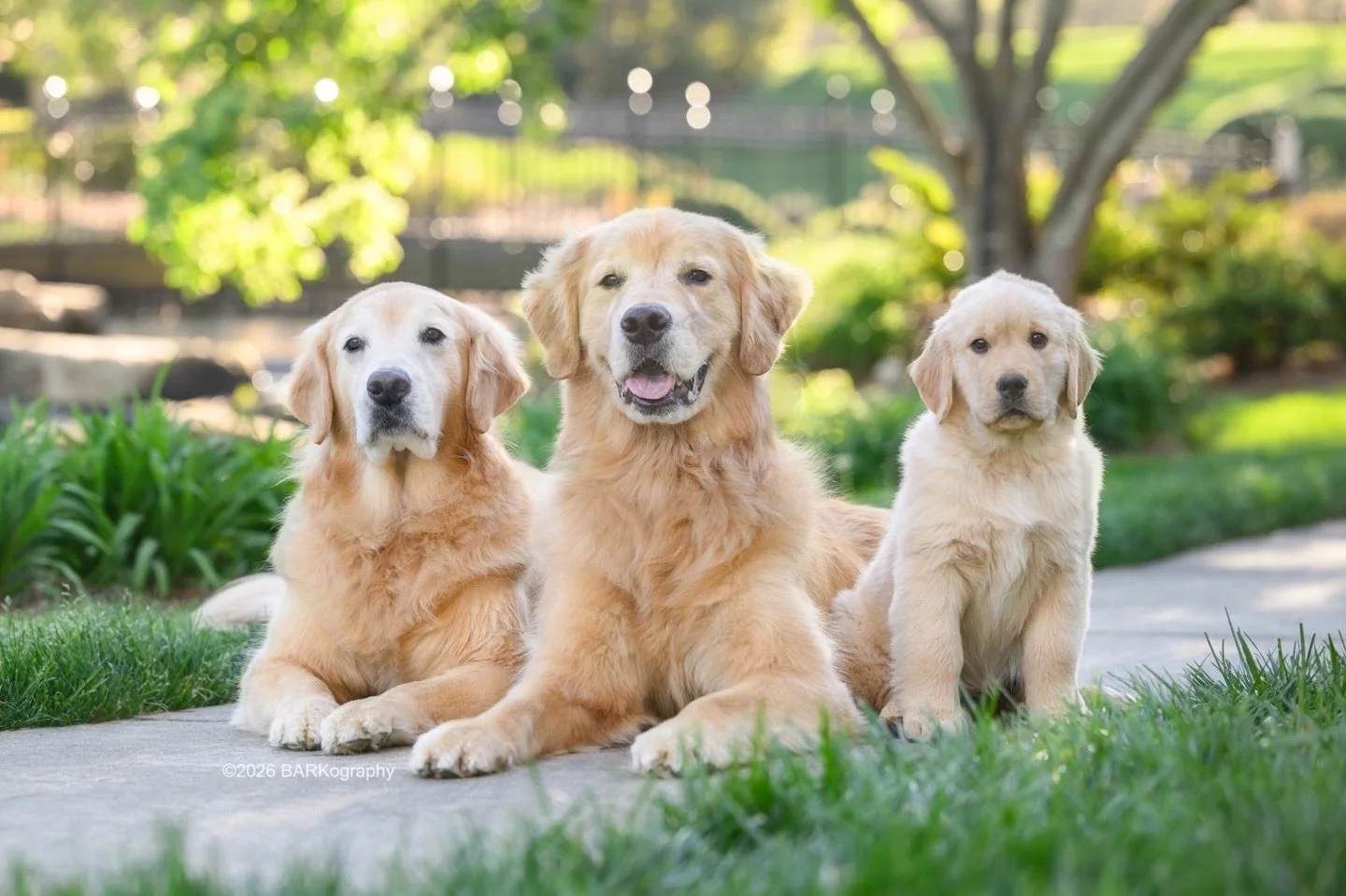 9 year old Ivy, her 6 old son Bodie, and newest family member 10 week old Roux.
⠀⠀⠀⠀⠀⠀⠀⠀⠀
I got to spend about an hour photographing these 3 and it was so much fun. I know their parents from when they lived in Charlotte.
⠀⠀⠀⠀⠀⠀⠀⠀⠀
The best news: I am