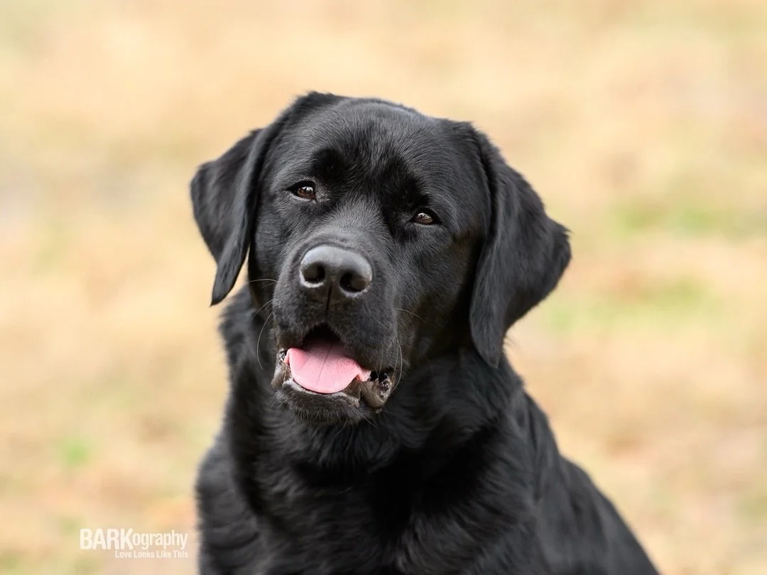 17 years ago today I officially became self-employed when I started my dog walking business and I walked a dog named Mojo.
⠀⠀⠀⠀⠀⠀⠀⠀⠀
Happy Anniversary to me!
⠀⠀⠀⠀⠀⠀⠀⠀⠀
#barkography #femaleownessmallbusiness #charlottencbusiness #dogwalking
