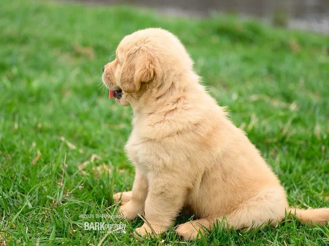 Me when I walk out of the grocery store and can&rsquo;t figure out which gray SUV is mine. 🤔
⠀⠀⠀⠀⠀⠀⠀⠀⠀
My new car looks like all the others. The struggle is real! 😂
⠀⠀⠀⠀⠀⠀⠀⠀⠀
#barkography #goldenretrieverpuppy #trekgoldens #704dogs