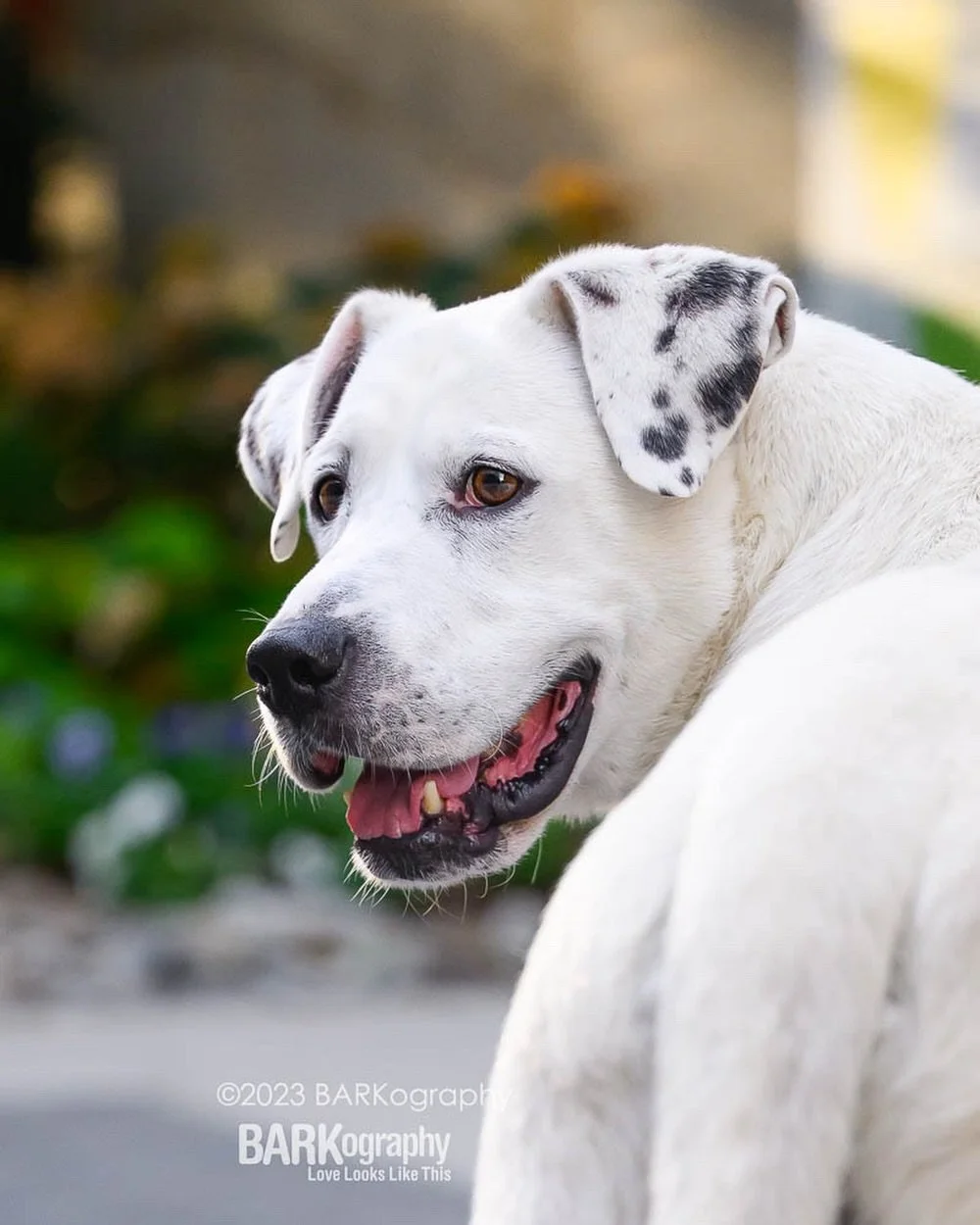 Perfect weather to me is shorts and sweatshirt comfortable weather. Like this morning.
⠀⠀⠀⠀⠀⠀⠀⠀⠀
and here&rsquo;s a photo of Jeff&rsquo;s cute face, the heart on his ear and his backside.... all in one shot. 😂
#barkography #photographersdog #704dog 