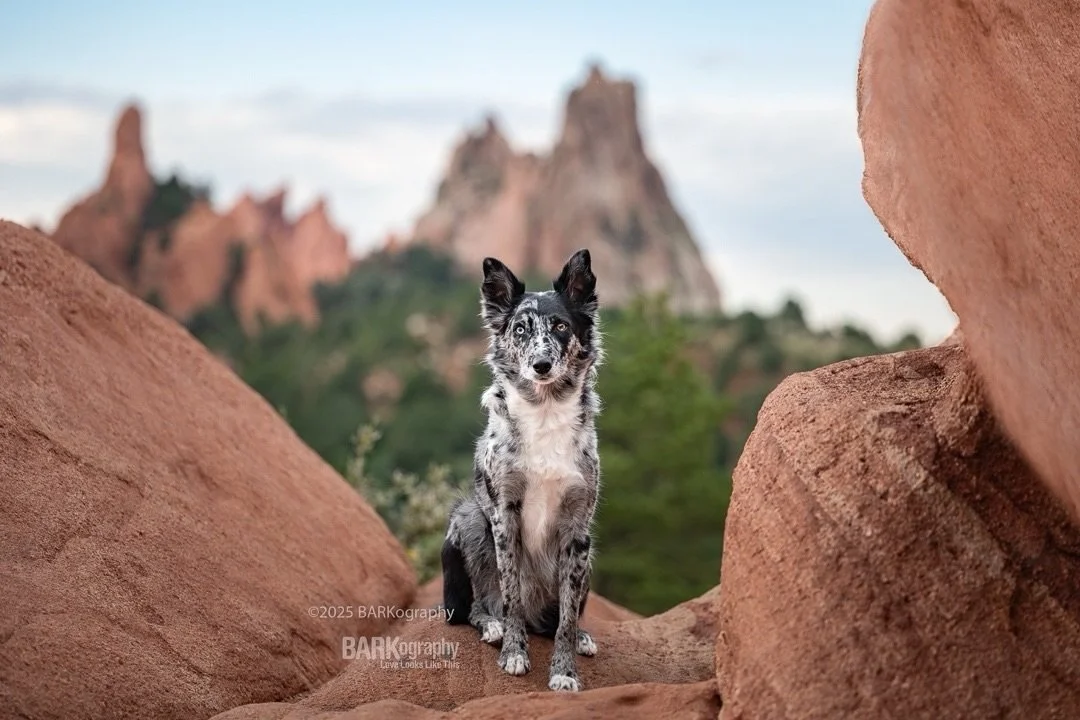 It is Print Competition for us dog photographers right now.
⠀⠀⠀⠀⠀⠀⠀⠀⠀
I didn&rsquo;t enter last year. I plan to this year but it is really hard for me to find photos that I&rsquo;ve taken that I think are worthy of being submitted.
⠀⠀⠀⠀⠀⠀⠀⠀⠀
I love t