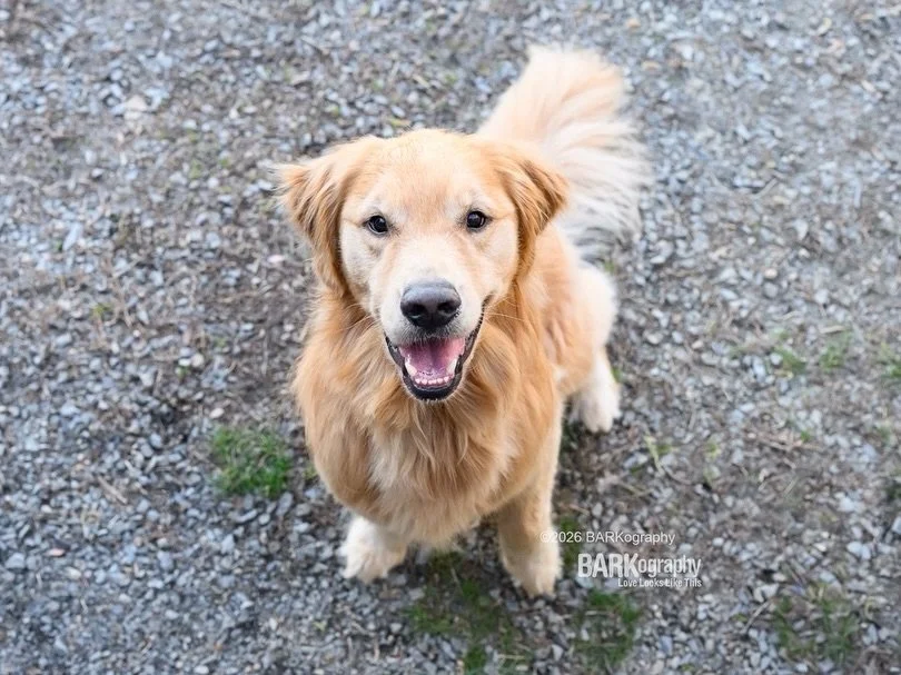 This is Augie and today I&rsquo;m working on editing the photos his parents chose.
⠀⠀⠀⠀⠀⠀⠀⠀⠀
This was a fairly simple edit. My biggest issue was trying to straighten it because doing so in Lightroom meant I would cut off the top of his tail.
⠀⠀⠀⠀⠀⠀⠀⠀