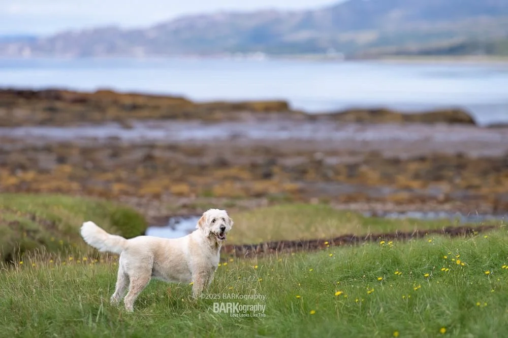 I don&rsquo;t have any trips planned to other countries right now but I sure would love to return to Scotland.

Are there any places you really want to see?
⠀⠀⠀⠀⠀⠀⠀⠀⠀
My list is long!
⠀⠀⠀⠀⠀⠀⠀⠀⠀
#barkography #travelingphotographer #scottishhighlands