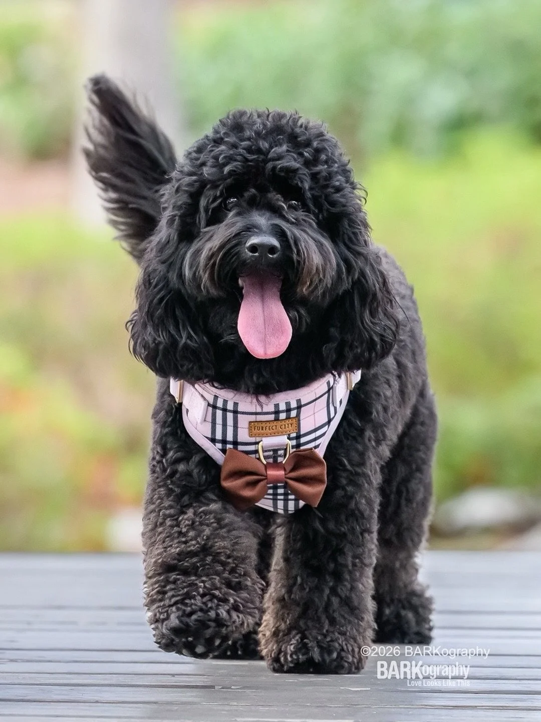 Walking into the weekend like Cash at his commercial pet photography modeling debut. He rocked it!
⠀⠀⠀⠀⠀⠀⠀⠀⠀
I am editing photos this morning while listening to new music from @noahkahanmusic. I&rsquo;ve not listened to all of it yet but I especially