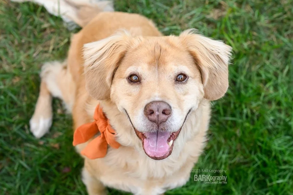 Hug your pups today.
⠀⠀⠀⠀⠀⠀⠀⠀⠀
A former client who has become a friend is taking her dog to the emergency vet today.
⠀⠀⠀⠀⠀⠀⠀⠀⠀
Please send all the positive energy you can.
⠀⠀⠀⠀⠀⠀⠀⠀⠀
This is not the pup. This is Barley and her momma had to say goodbye