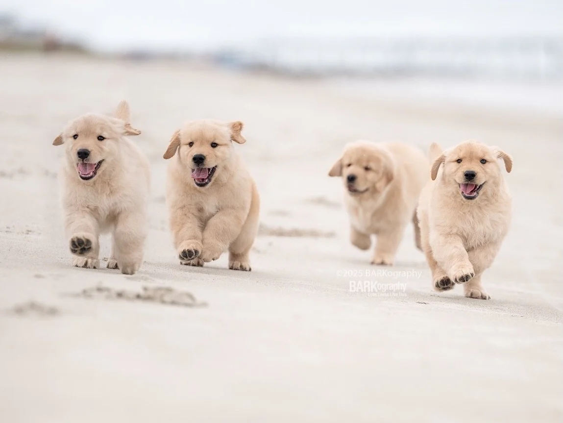 Yesterday was a fun day. I got to photograph college softball for the first time at Winthrop University and it was Senior Day.

I got photographs of both seniors scoring runs and I took a behind the scenes photo of both of them getting their photo ta