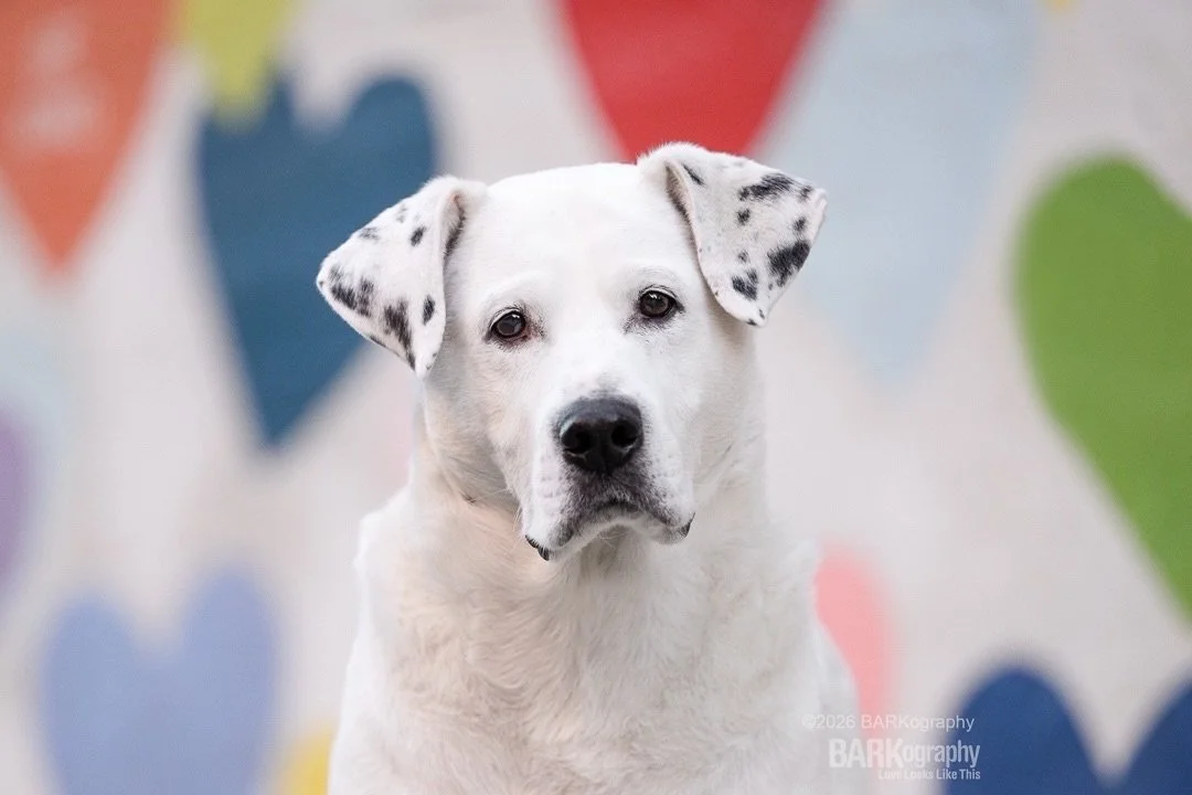 As an adult, I&rsquo;ve always had labrador retrievers until now.
⠀⠀⠀⠀⠀⠀⠀⠀⠀
Jeff proved it again this morning when I dropped a strawberry on the floor right in front of him and he sniffed it. He didn&rsquo;t eat it.
⠀⠀⠀⠀⠀⠀⠀⠀⠀
He did lick the floor wh