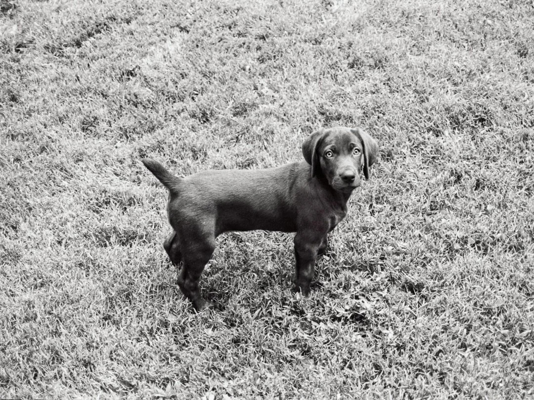 It was 1996 and I just bought my first house. It had a fenced yard.
⠀⠀⠀⠀⠀⠀⠀⠀⠀
The next week I called about a litter of Weimaraner / Labrador Retriever mix puppies that I saw advertised in the Charlotte Observer newspaper.
⠀⠀⠀⠀⠀⠀⠀⠀⠀
Memorial Day weeke