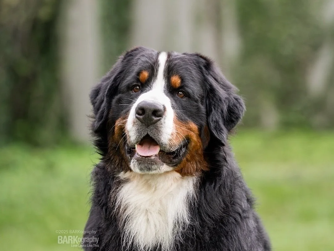 Charlotte NC Therapy Dog Needed
⠀⠀⠀⠀⠀⠀⠀⠀⠀
I got this message from one of my dog walking clients yesterday:
⠀⠀⠀⠀⠀⠀⠀⠀⠀
Do you know any therapy dogs? I have a patient in hospice who could really benefit from petting a dog.
⠀⠀⠀⠀⠀⠀⠀⠀⠀
I&rsquo;ve connected
