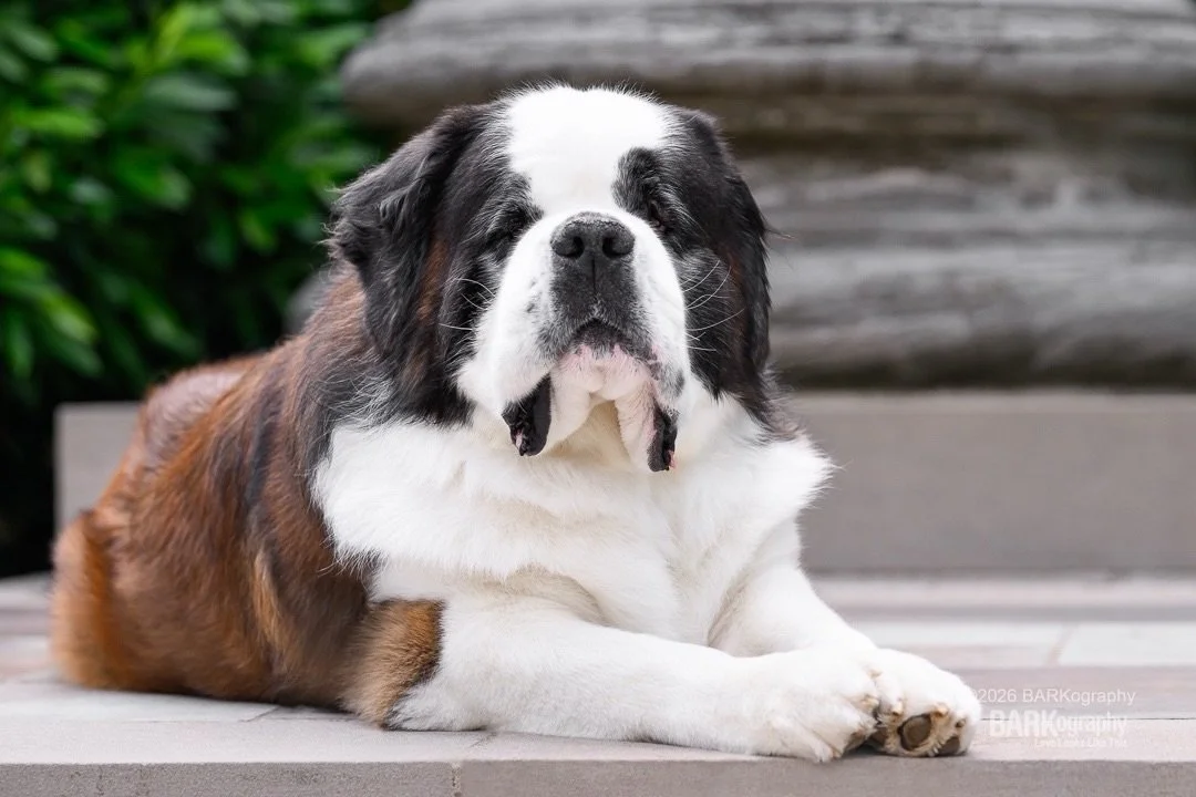 Dogs are such gifts and this guy is proof.
⠀⠀⠀⠀⠀⠀⠀⠀⠀
This is @winston.the.saint.bernard and if you don&rsquo;t know him, check out his page and see the amazing work he does in the Nashville community.
⠀⠀⠀⠀⠀⠀⠀⠀⠀
A few months ago, I booked a trip to Na
