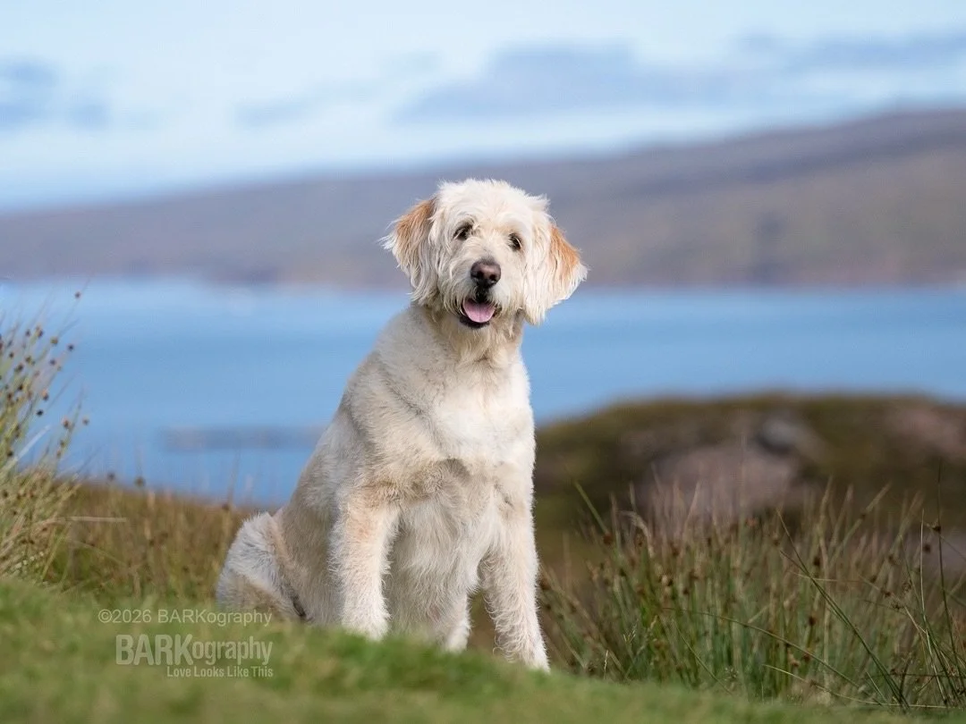 One of my best decisions ever:
⠀⠀⠀⠀⠀⠀⠀⠀⠀
Finding a driver in Scotland who had a dog and he agreed to bring her along while he showed @sunsets_unleashed and me around his beautiful country.
⠀⠀⠀⠀⠀⠀⠀⠀⠀
This is Sally.
⠀⠀⠀⠀⠀⠀⠀⠀⠀
Fun fact: the dog his fami