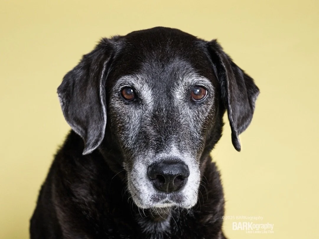 Keepsake photos. The ones we&rsquo;ll treasure forever.
⠀⠀⠀⠀⠀⠀⠀⠀⠀
This is my 12.5 year old Molly and I&rsquo;m grateful for every photo I have of her.
⠀⠀⠀⠀⠀⠀⠀⠀⠀
Do you have photos like this?
⠀⠀⠀⠀⠀⠀⠀⠀⠀
Go to my website using the link in my profile to 