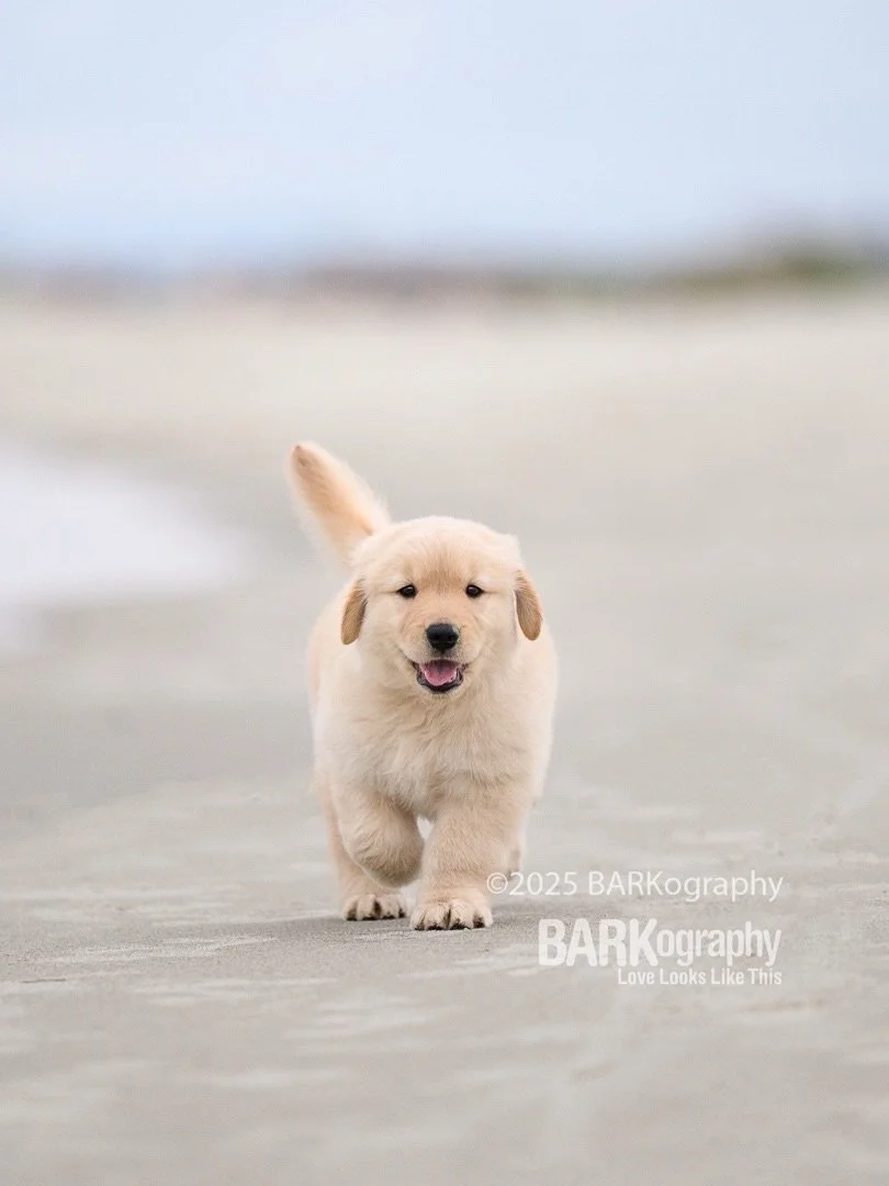 One month from today I get to see @sunsets_unleashed again and swipe left to see where we will be one year from today. ❤️📸🐶✈️🌄🎶

#barkography #travelingphotographer #dogphotographer #goldenretrieverpuppy
