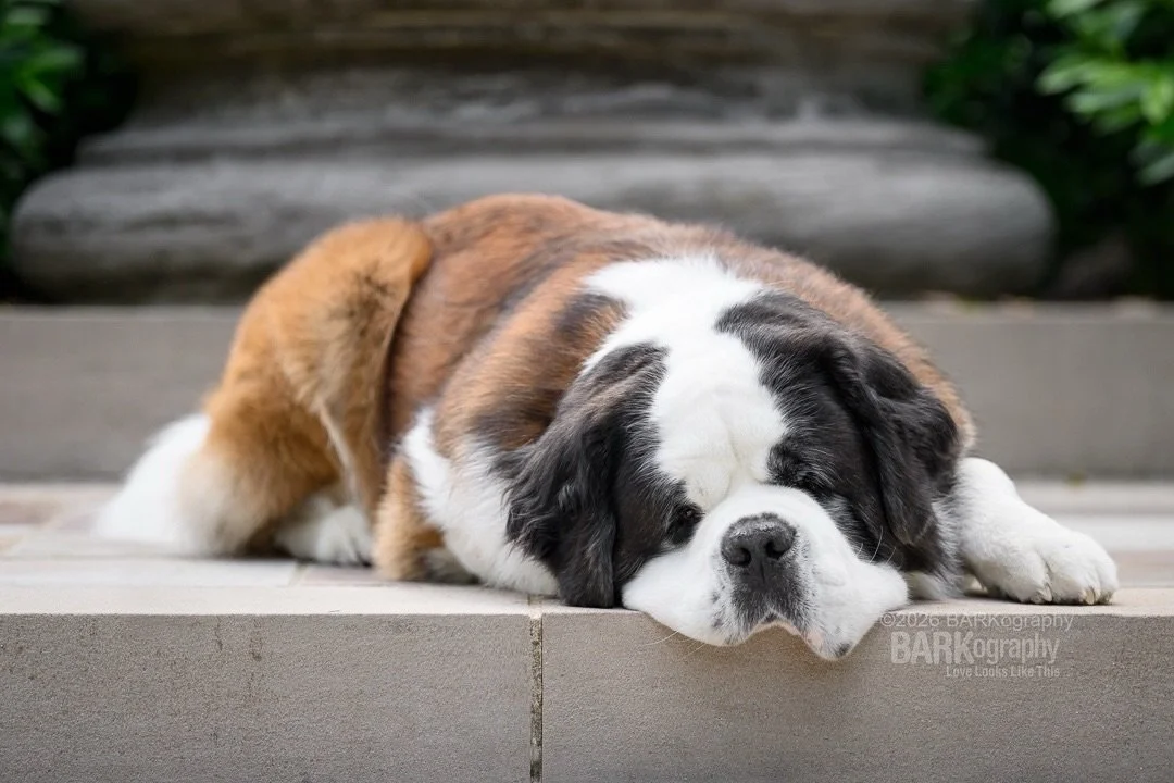 This is @winston.the.saint.bernard.
⠀⠀⠀⠀⠀⠀⠀⠀⠀
He&rsquo;s a certified therapy dog and is based in Nashville. I got to photograph him when I was there 2 weeks ago.
⠀⠀⠀⠀⠀⠀⠀⠀⠀
I&rsquo;ve done some commercial photography work for a couple of dog bed compa