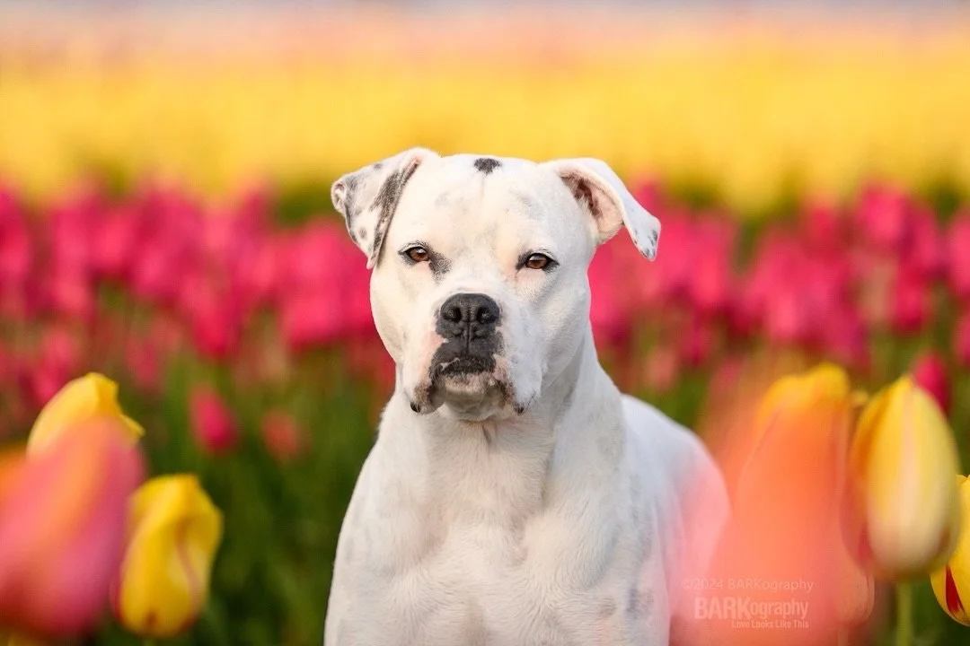 I like color in my photos so shooting in a dog friendly tulip field is one of my favorite places to be. Fingers crossed I make it back here in 2027.
⠀⠀⠀⠀⠀⠀⠀⠀⠀
Also yesterday was National Rescue Dog Day so happy day to this girl and all of the other a
