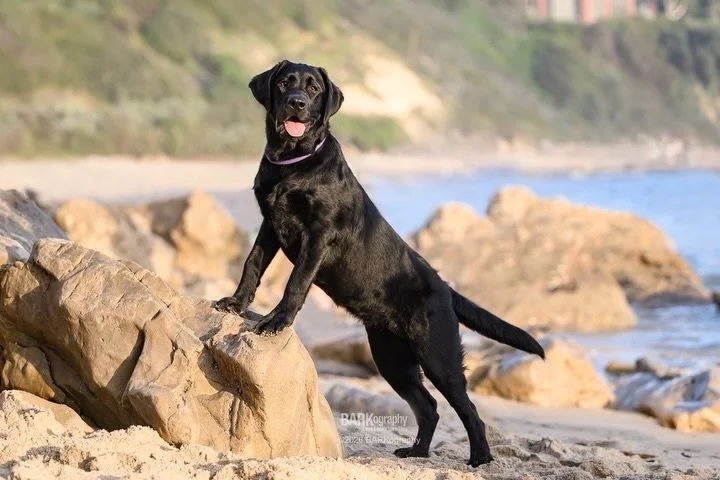 How&rsquo;d I do on this edit? Swipe left to see the original.

I wish I would&rsquo;ve timed myself. I knew I could do it, it&rsquo;d just take some time. It didn&rsquo;t take as long as I thought it would though!

#barkography #socalbeachdog #black