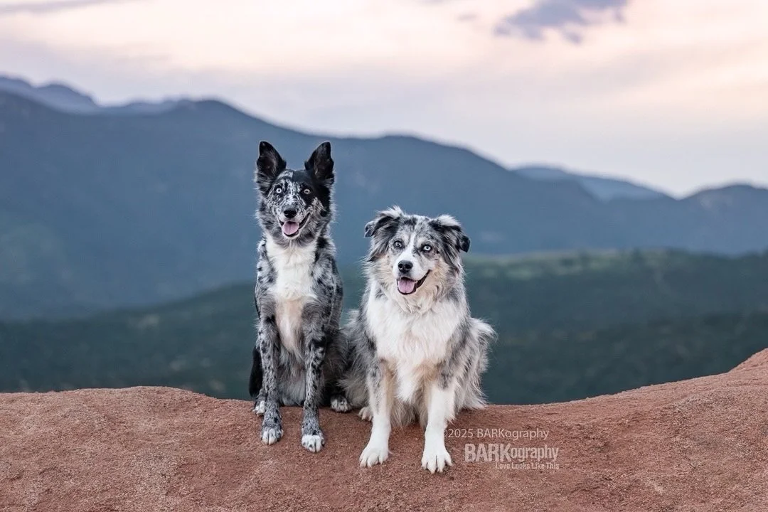 If you know me at all you know I love dogs, photography, and traveling.
⠀⠀⠀⠀⠀⠀⠀⠀⠀
I have a goal to photograph a dog in every state. In 2025 and 2026 I&rsquo;ve only marked one state off the list and it really is something I want to accomplish. The li