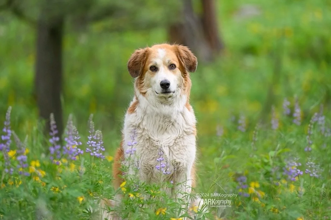 Thank you to everyone who commented on my post yesterday.
⠀⠀⠀⠀⠀⠀⠀⠀⠀
I really do want to photograph a dog in every state so I did some research.
⠀⠀⠀⠀⠀⠀⠀⠀⠀
Lionel Richie and Earth Wind &amp; Fire are playing on my birthday in Philadelphia.
⠀⠀⠀⠀⠀⠀⠀⠀⠀
I&