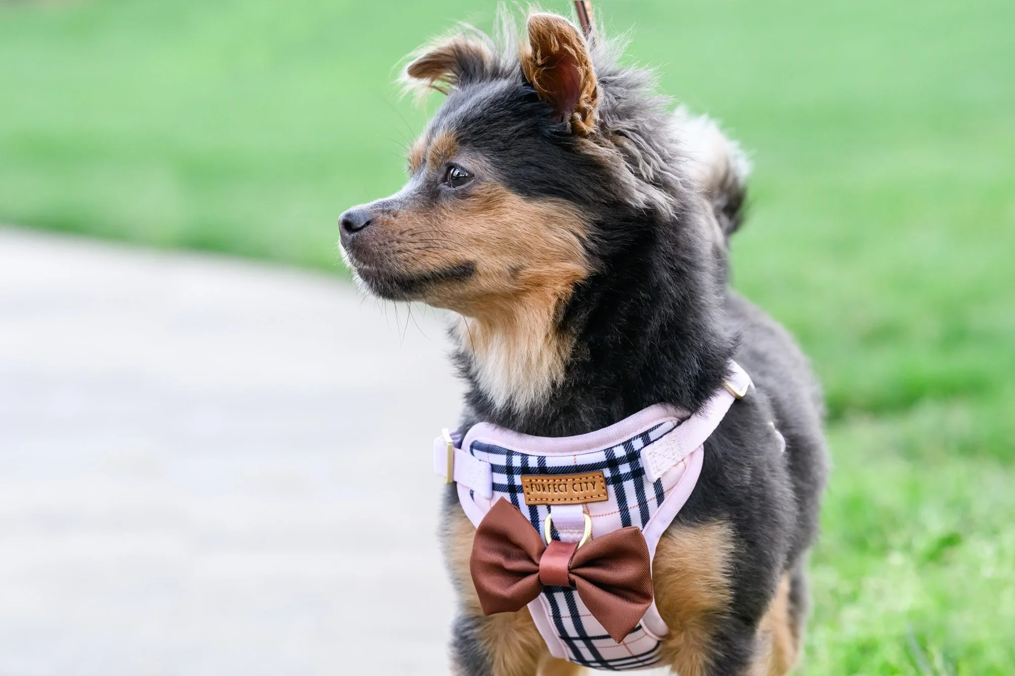 terrier mix wearing pink harness