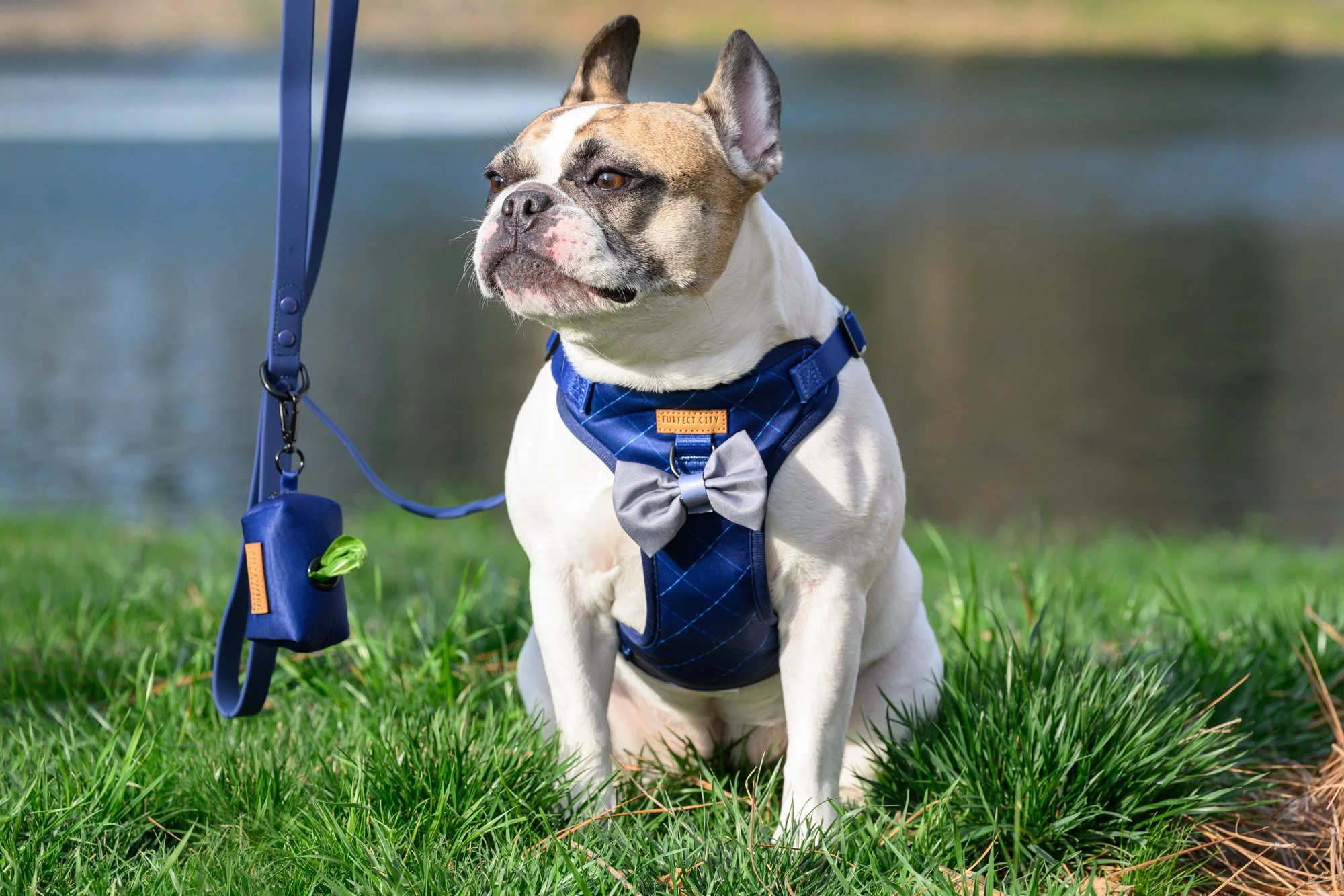 French Bulldog with matching navy harness, leash and poop bag holder